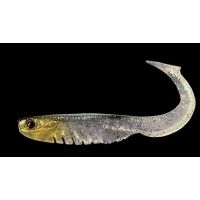 Colossus Curly Burbot 31cm