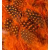 FTS Helmikana  Guinea Body Feathers